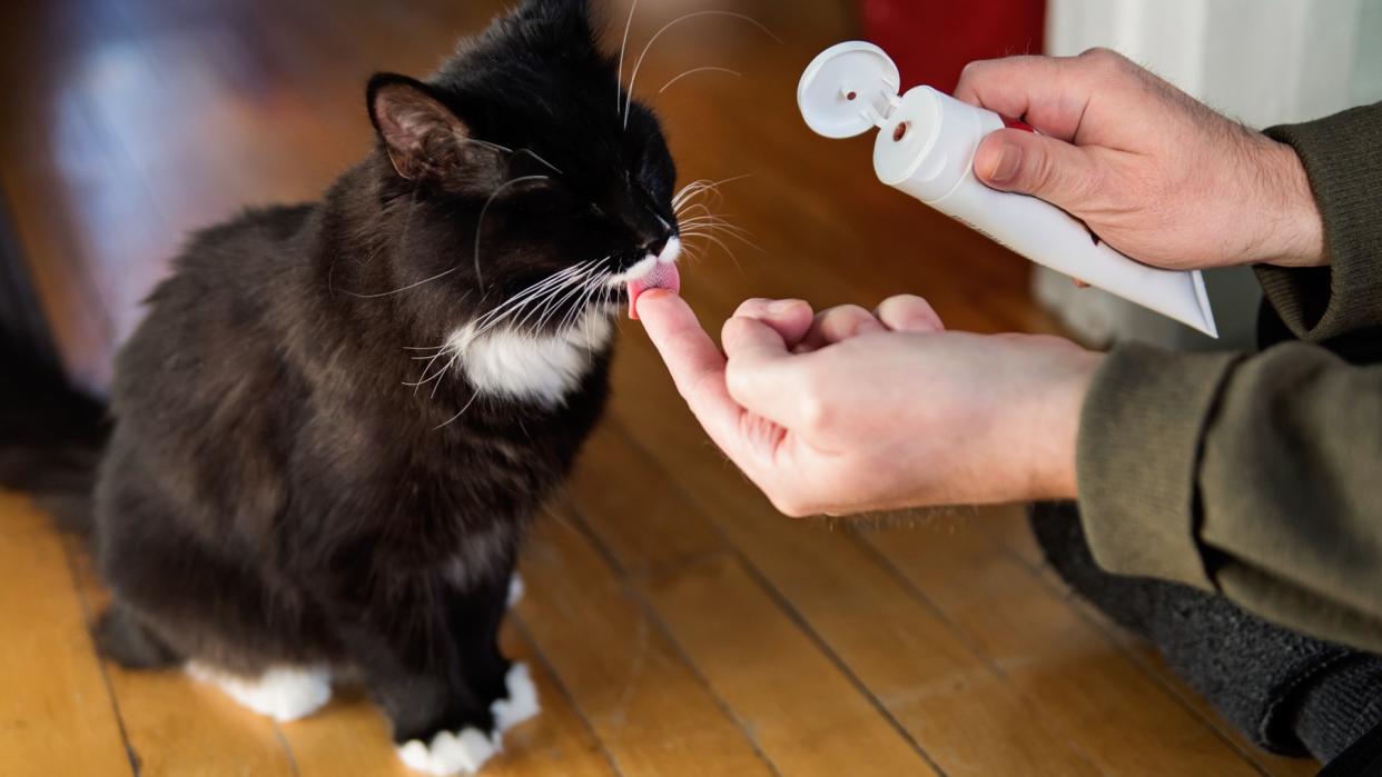 Person putting toothpaste on kitten's tongue