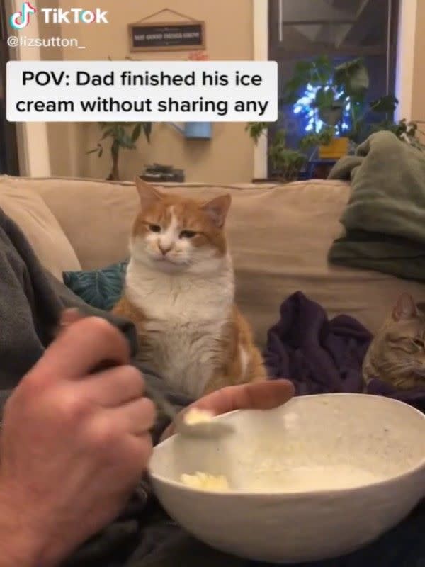 ▲日前橘白貓「Magoo」看見爸爸正在吃冰淇淋。（圖／TikTok帳號lizsutton_）