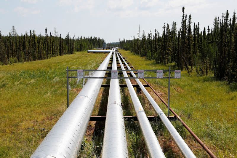 FILE PHOTO: Oil, steam and natural gas pipelines run through the forest at the Cenovus Foster Creek SAGD oil sands operations near Cold Lake.