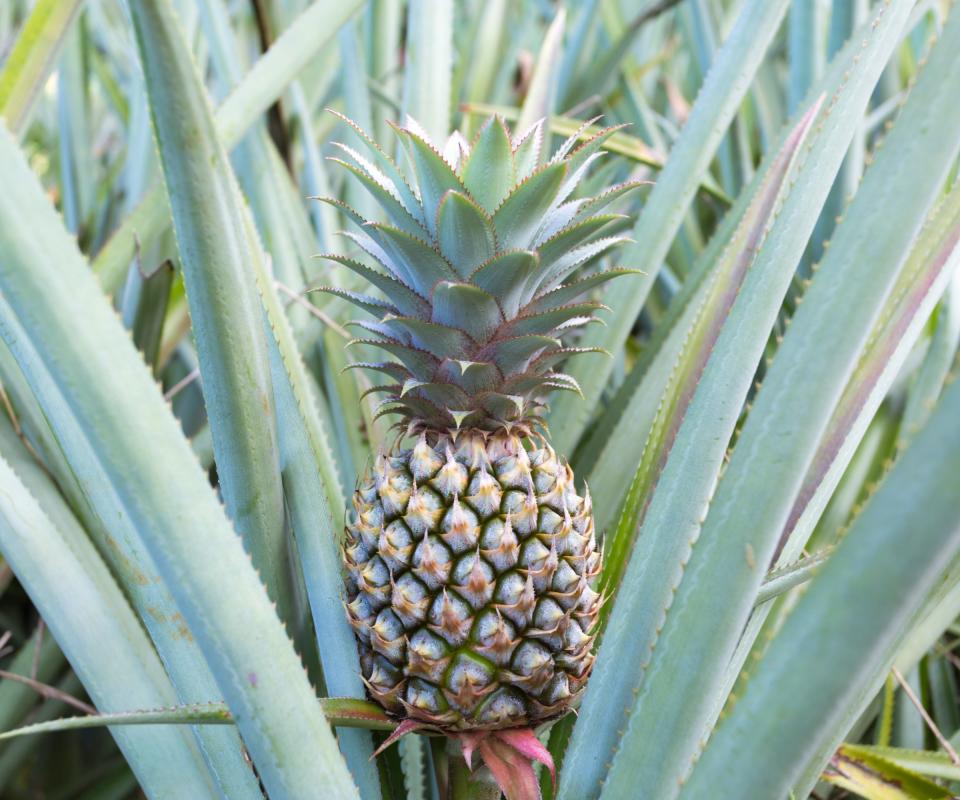 Pineapple growing on a plant