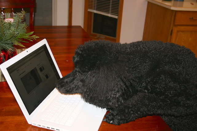 Louie the standard poodle, checking himself out on YouTube