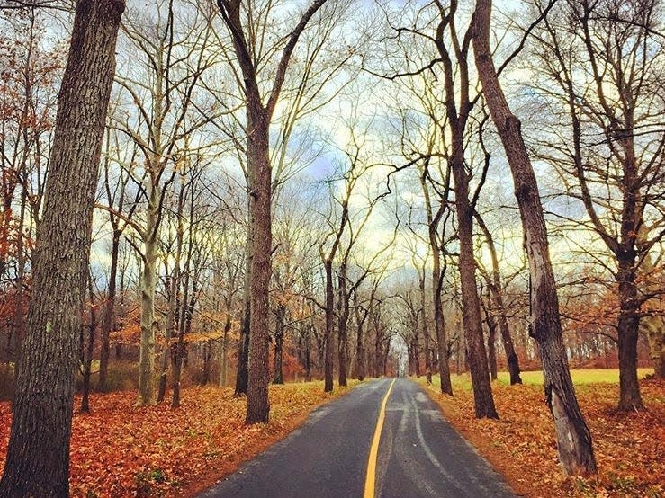 A view of a tree-lined road with leaves on the ground in harding, new jersey