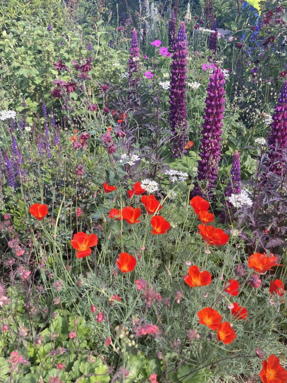 <p>Great for adding intense colours to your meadow look, these poppies come in brilliant yellow and orange through to the hottest of reds. The grey-green, feathery foliage is elegant and the blooms keep coming right through summer. Leave them to self-seed and you'll be rewarded with these brilliant poppies for years to come. Good for drought-tolerant schemes and gravel gardens.</p>