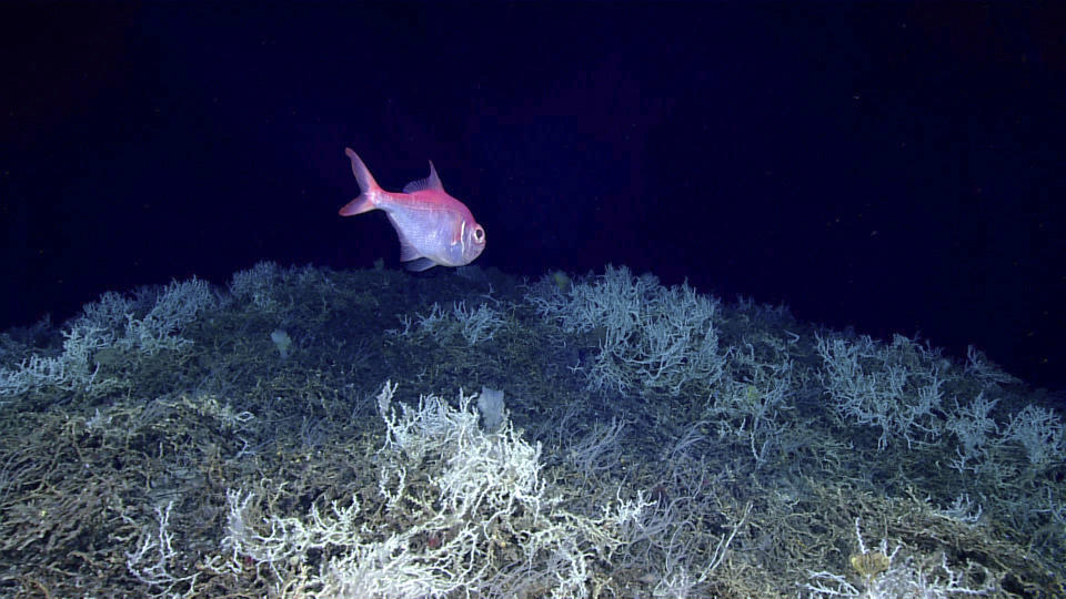 In this image provided by NOAA Ocean Exploration, an alfonsino fish swims above a thicket of Lophelia pertusa coral during a dive on a cold water coral mound in the center of the Blake Plateau off the southeastern coast of the U.S., in June 2019. In January 2024, scientists announced they have mapped the largest coral reef deep in the ocean, stretching hundreds of miles off the U.S. coast. While researchers have known since the 1960s that some coral were present off the Atlantic coast, the reef's size remained a mystery until new underwater mapping technology made it possible to construct 3D images of the ocean floor. (NOAA Ocean Exploration via AP)