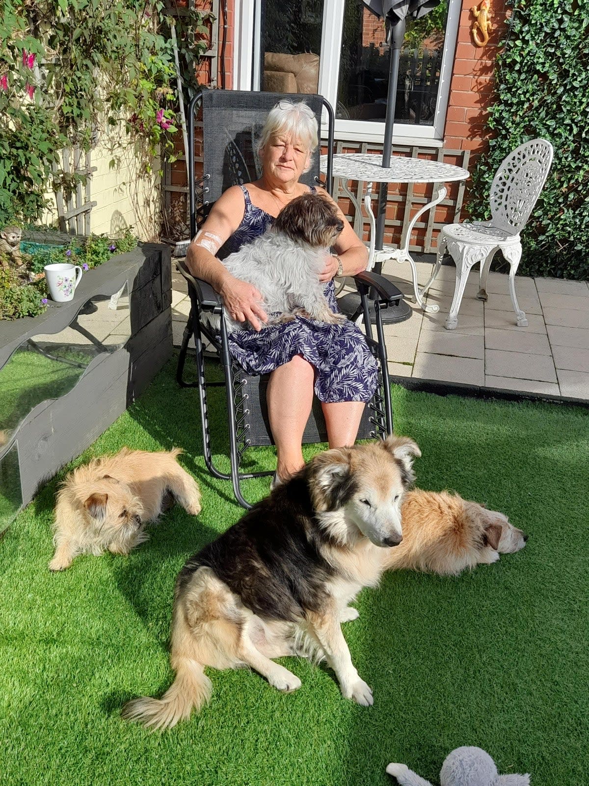 Wendy Hayes was forced to put down her five family dogs after contracting Brucella canis from her rescue dog in May 2022 (Wendy Hayes / SWNS)