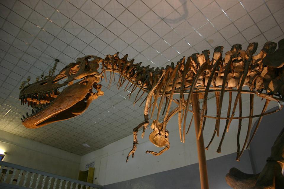 The tyrannosaur Tarbosaurus, from Mongolia. Nick Longrich