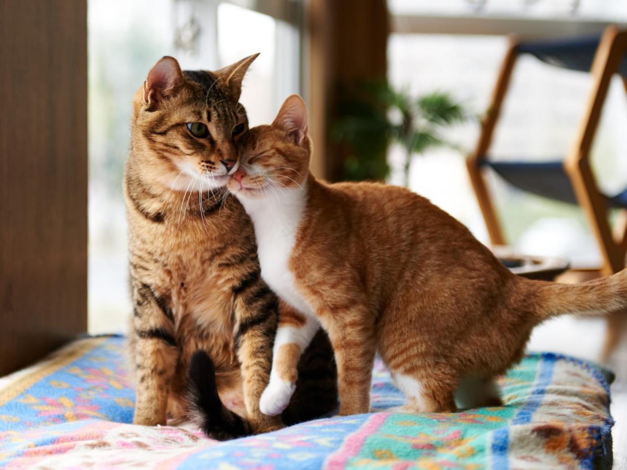 Ginger kitten cuddle with adult tabby cat.