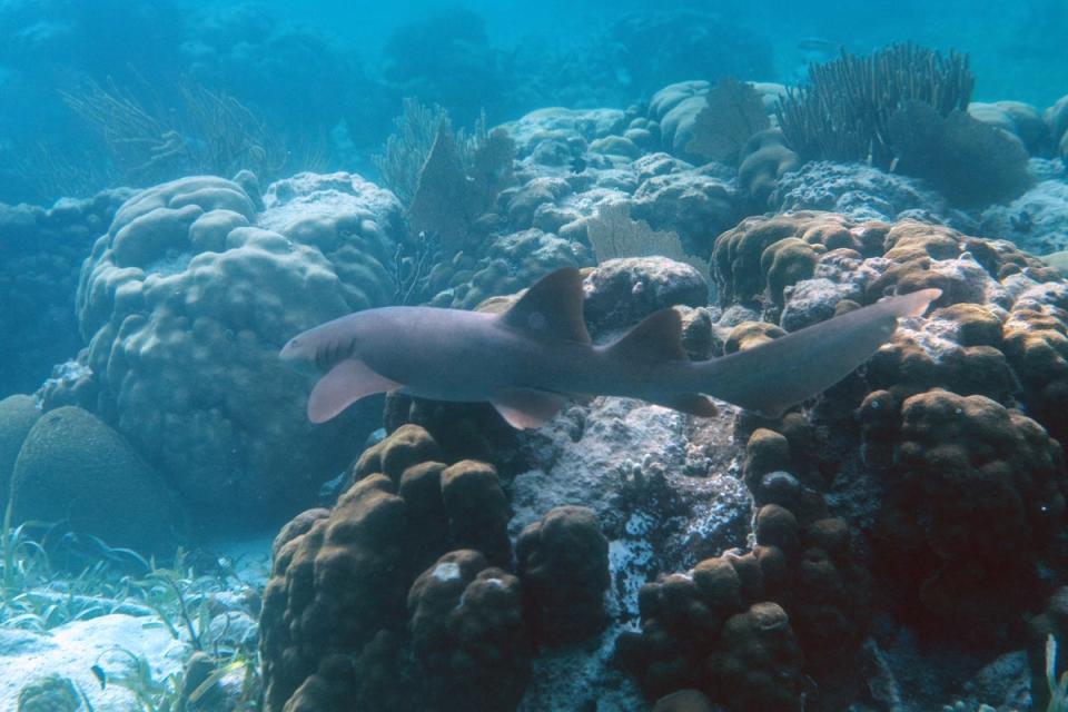 Nurse sharks ‘circled Finley’ and bit both his legs (AFP via Getty Images)