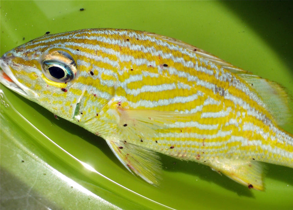 This undated picture released by the National Science Foundation on Wednesday, July 11, 2012, shows a Caribbean fish known as French Grunt infested with the "Gnathia marleyi" parasite. Arkansas State University marine biologist Paul Sikkel discovered the tiny blood-sucking marine parasite, a new species within the family of gnathiids, that infests fish on Caribbean coral reefs and named it after Jamaican reggae icon Bob Marley. (AP Photo/National Science Foundation, Elizabeth Brill)