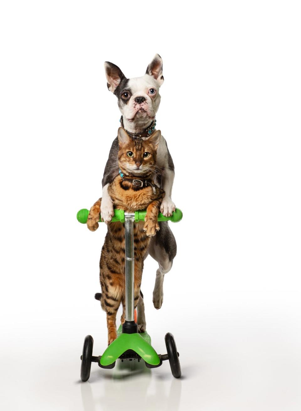 Lollipop and Sashimi completed the fastest 5m on a scooter by a dog and cat (Image: GUINNESS WORLD RECORDS 2022)