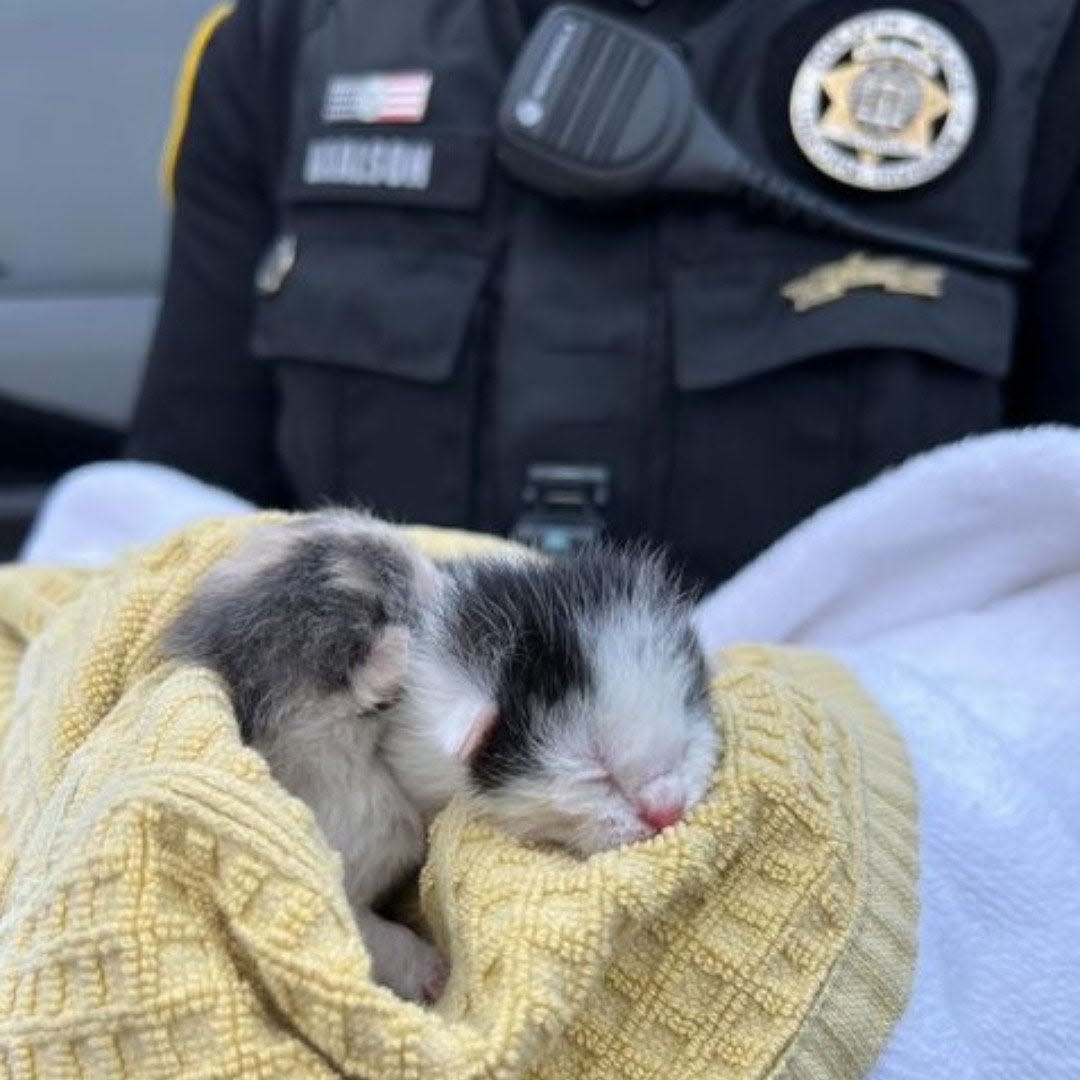 A woman who saw a driver throw something of of their vehicle's window discovered it was a pair of kittens on April 4, 2023, near Duluth, Georgia.