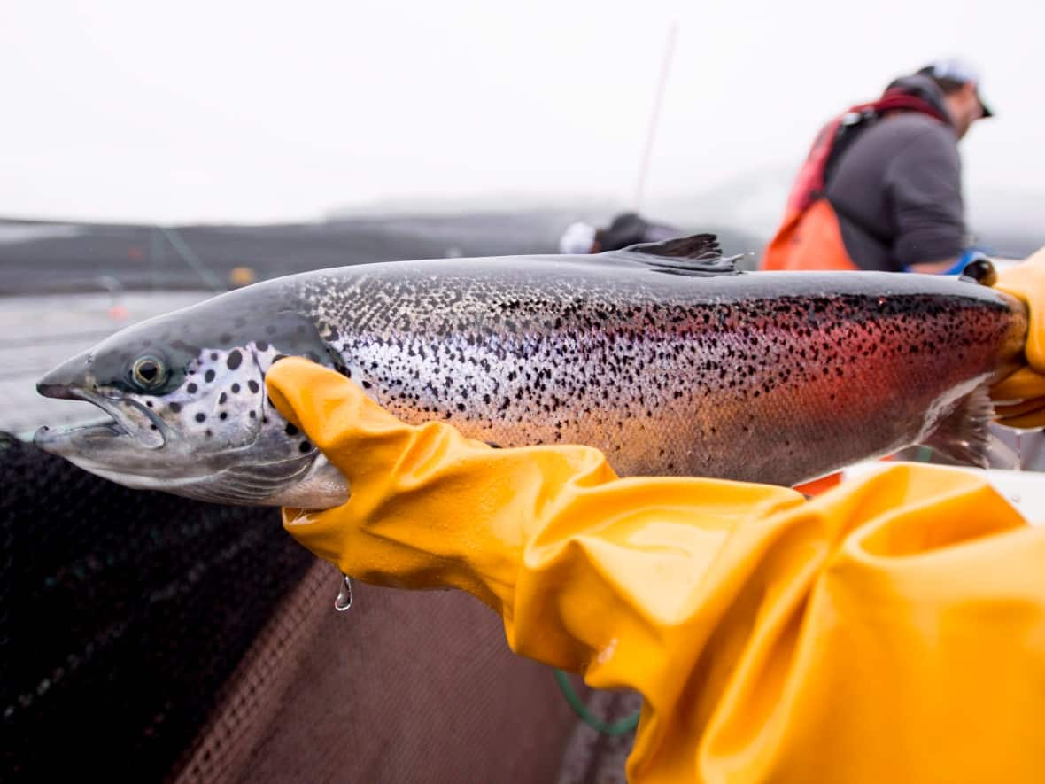 Members of the DFO routinely visit farms surrounding British Columbia to make sure that the health of the salmon populations in fish farms is up to standard.   (The Canadian Press /Jonathan Hayward - image credit)