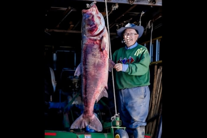 World-record bighead carp; (photo/Missouri Dept. of Conservation)