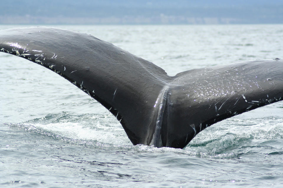 A beautiful humpback whale tail