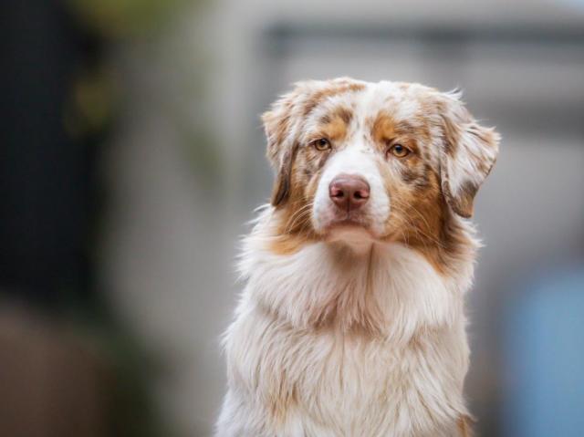 Top 20 des races de chiens français : Origine et caractéristiques !