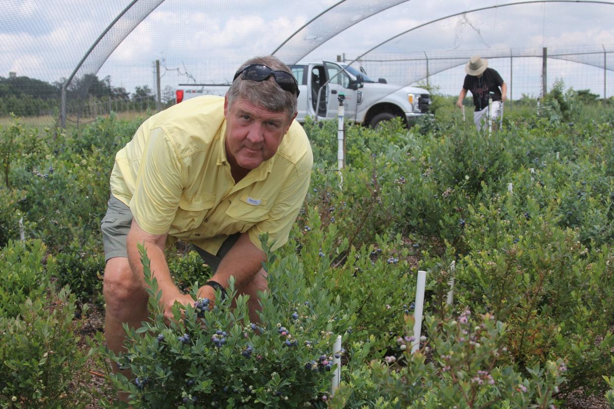 UGA Professor Scott NeSmith examines a blueberry breeding trial on the Westbrook Farm on the UGA Griffin campus in 2018.
