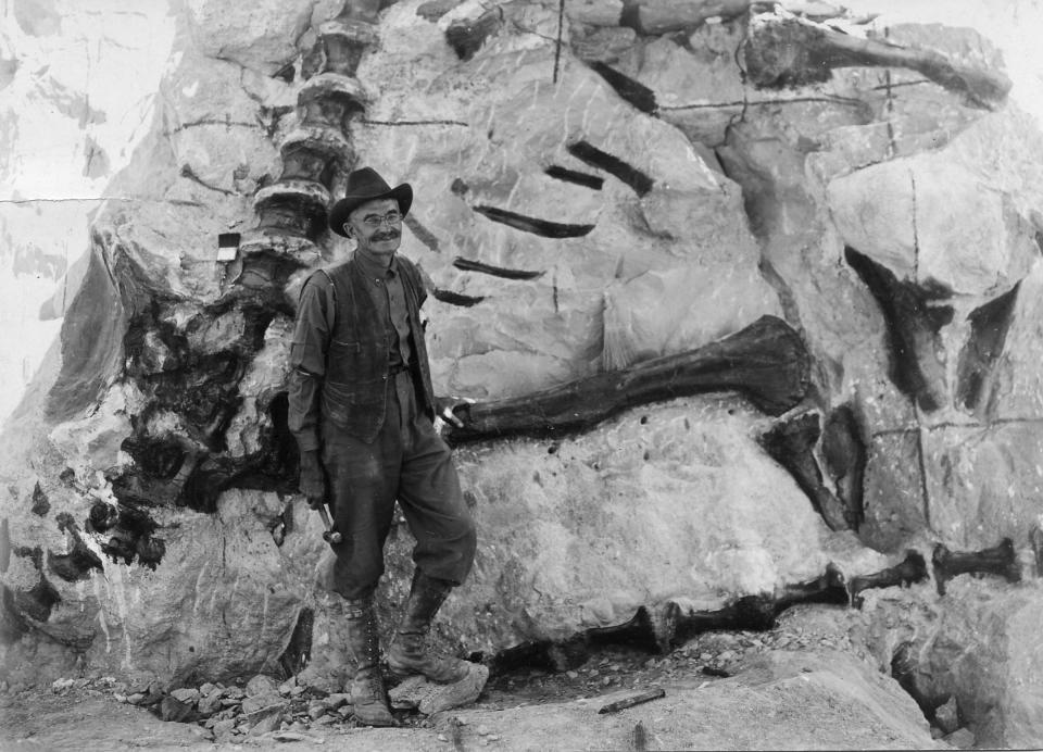 Earl Douglass discovered the quarry in what is now Dinosaur National Monument. | University of Utah, Marriott Li