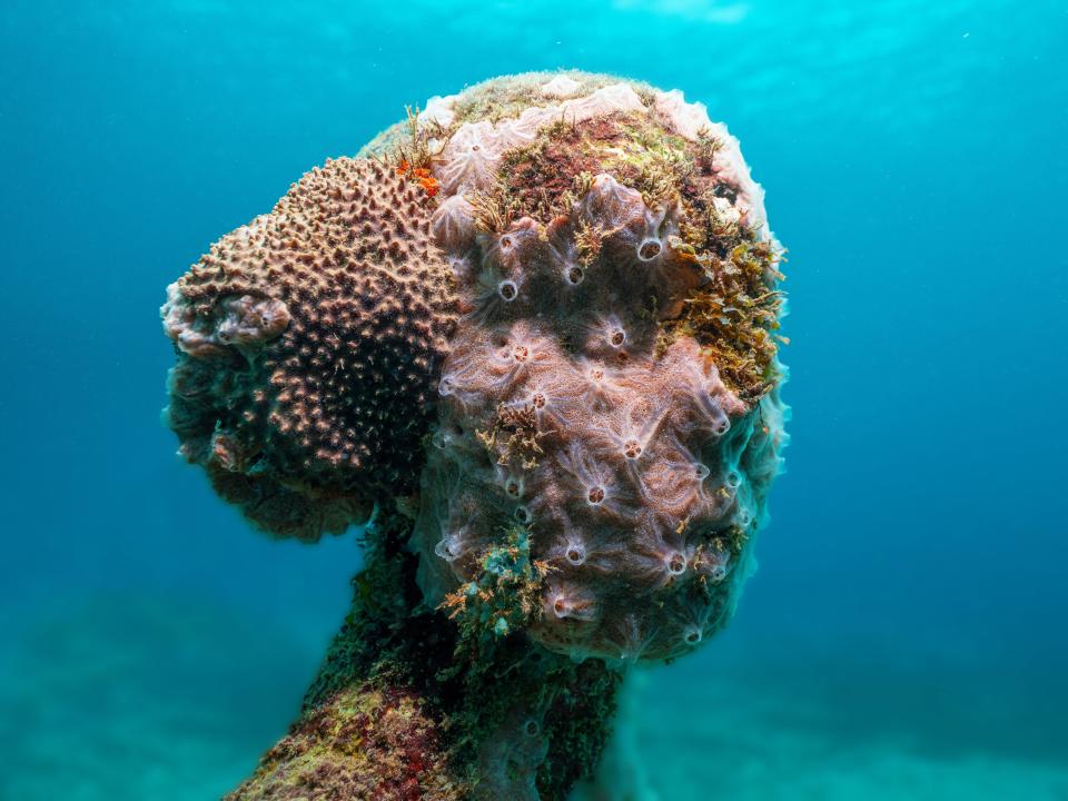 A face of an underwater sculpture covered in coral and other marine life.