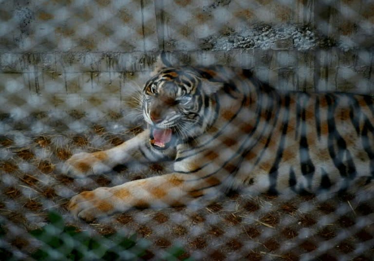 A tiger pictured inside a cage at the Wat Pha Luang Ta Bua "Temple of Tigers" in Kanchanaburi province, western Thailand, on May 30, 2016