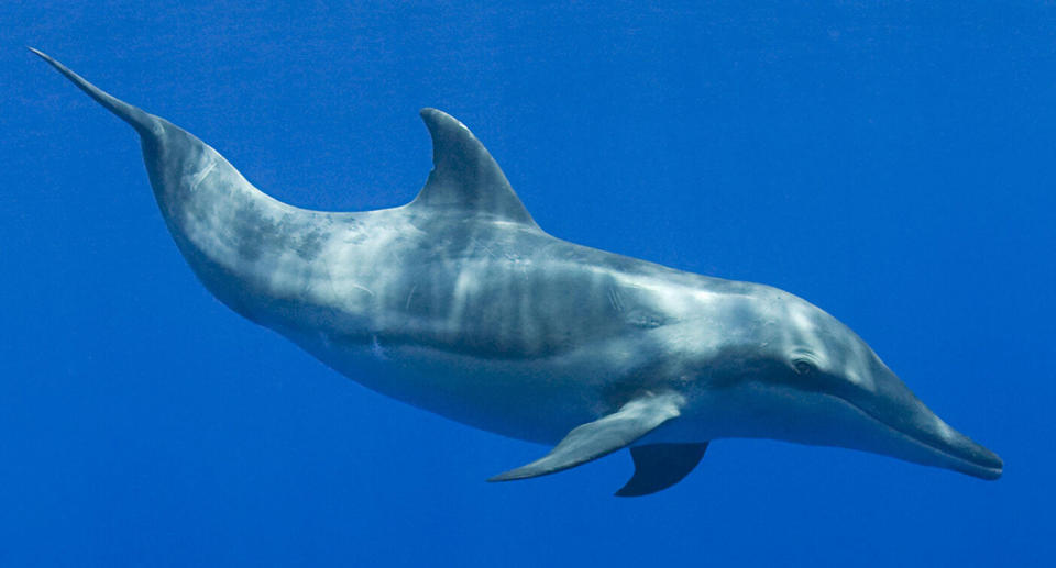 Rough-toothed Dolphin. Source: Getty