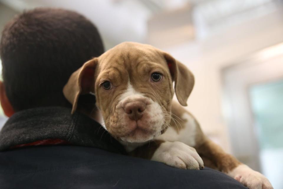 The Calgary Humane Society offers puppy classes to help train and socialize dogs.