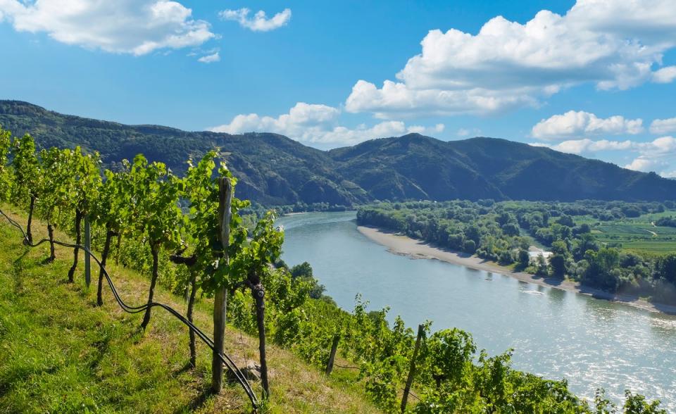 Cruise the vineyard-rich Wachau Valley to sample Austria’s finest whites (Getty Images/iStockphoto)