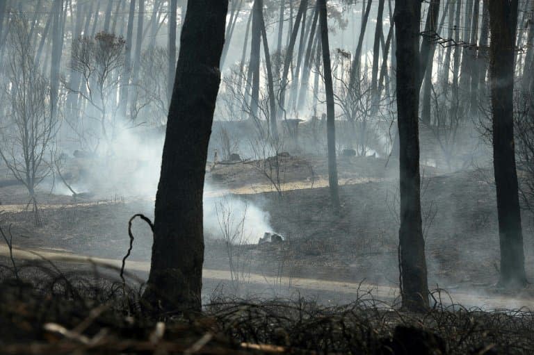 La forêt de Chiberta après un incendie, le 31 juillet 2020 à Anglet, dans les Pyrénées-Atlantiques - GAIZKA IROZ © 2019 AFP