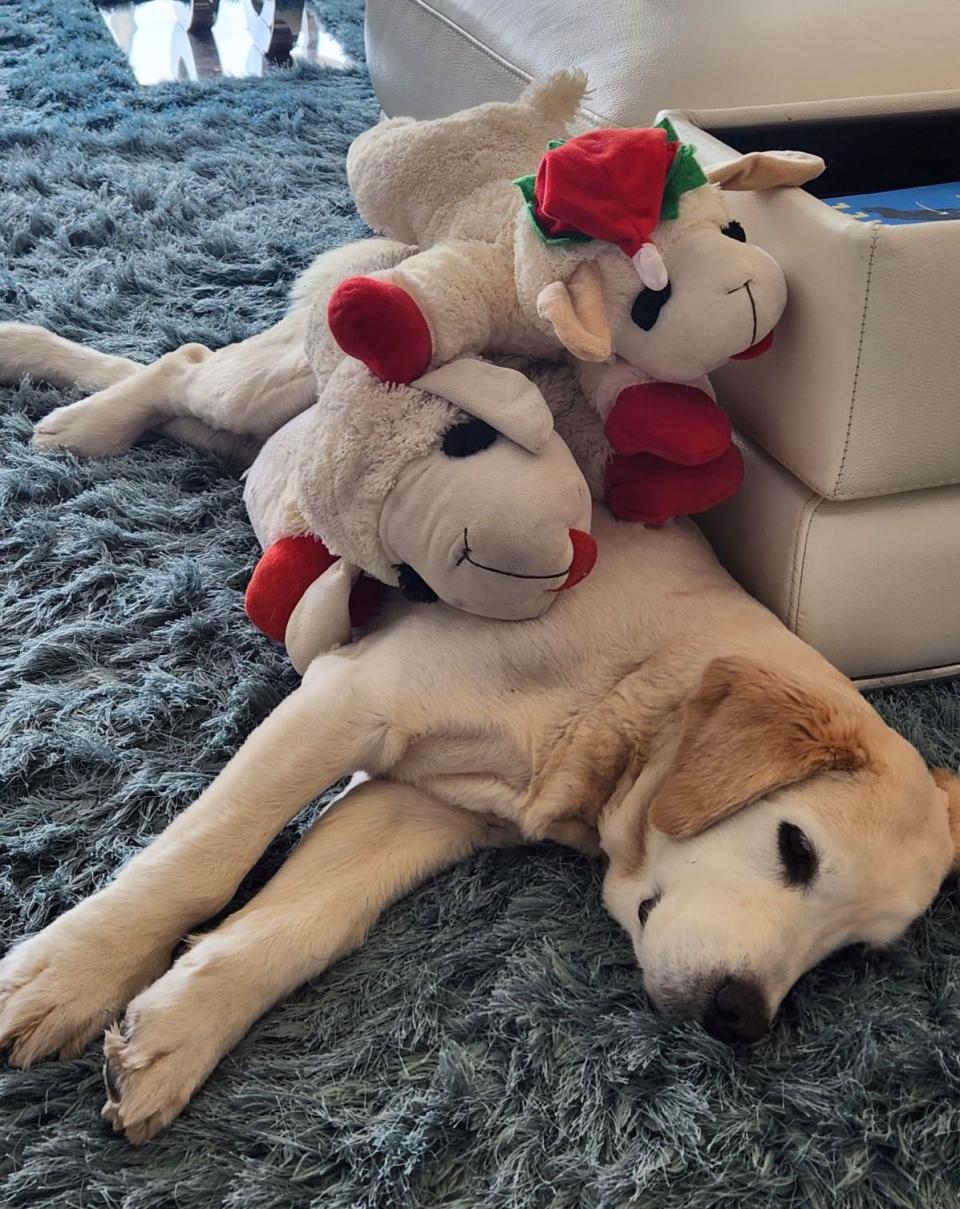 Bunny, a Golden Retriever owned by Roberta Weiss and Sol Tezcan, has already received her Valentine toys which she is happily sleeping with.