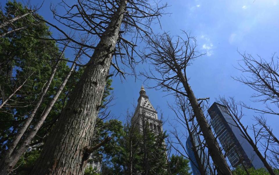 Warning … Maya Lin installed 49 dead Atlantic White Cedar trees in Madison Square Park in New York City last month.