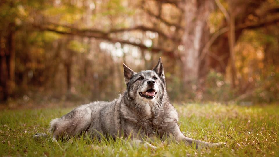 Norwegian Elkhound dog laying down in grass