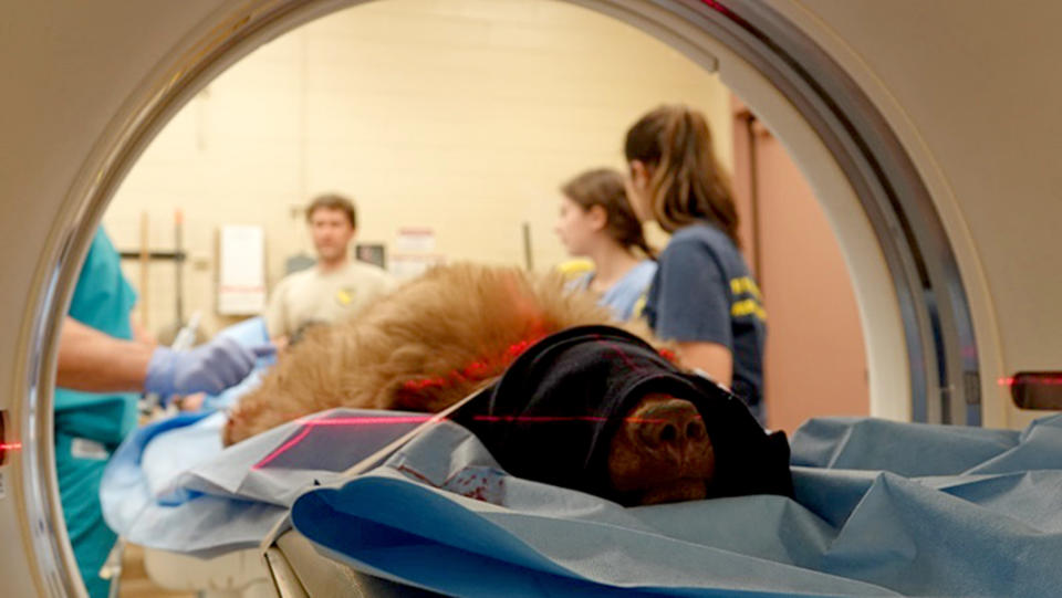 IMAGE: A young black bear displaying neurological abnormalities undergoes a CT scan at UC Davis in 2019 (Kirsten Macintyre / California Department of Fish and Wildlife)