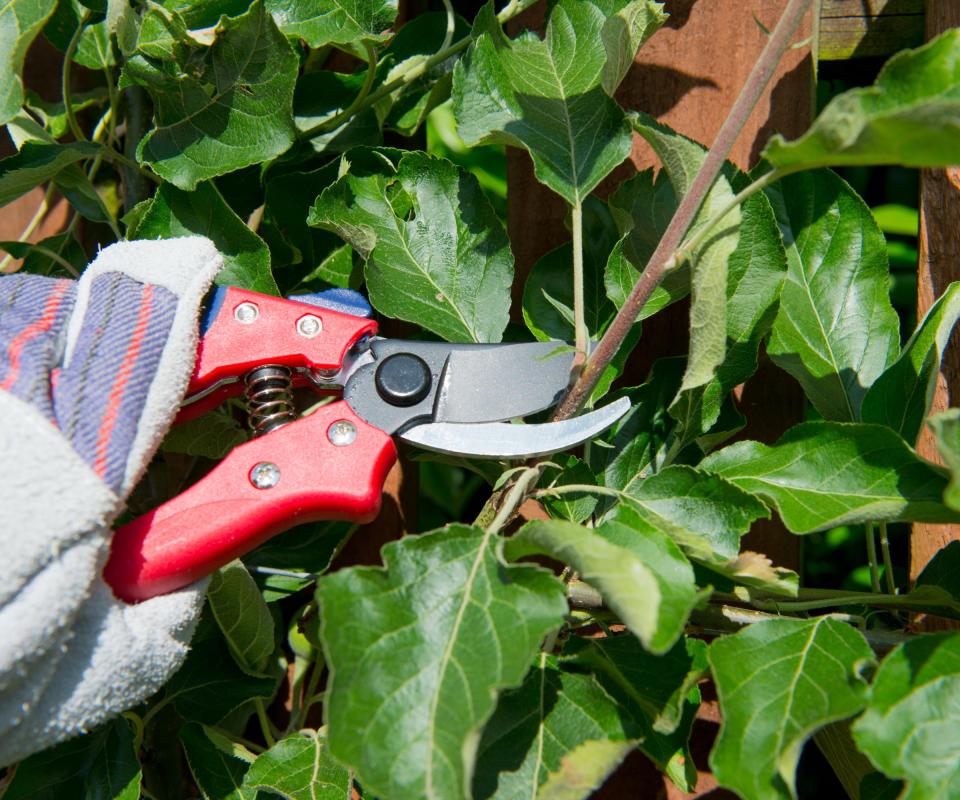 Secatuers pruning an espalier apple tree