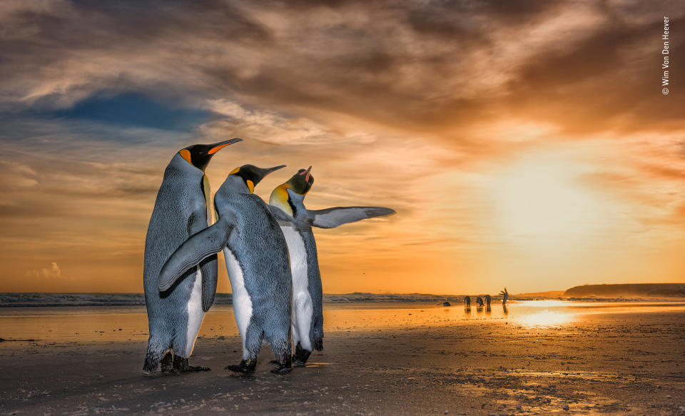 "Wim came across these king penguins on a beach in the Falkland Islands just as the sun was rising. They were caught up in a fascinating mating behavior &mdash; the two males were constantly moving around the female using their flippers to fend the other off."