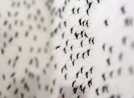 FILE PHOTO: Aedes aegypti mosquitoes are seen inside Oxitec laboratory in Campinas, Brazil, on February 2, 2016. REUTERS/Paulo Whitaker/File Photo