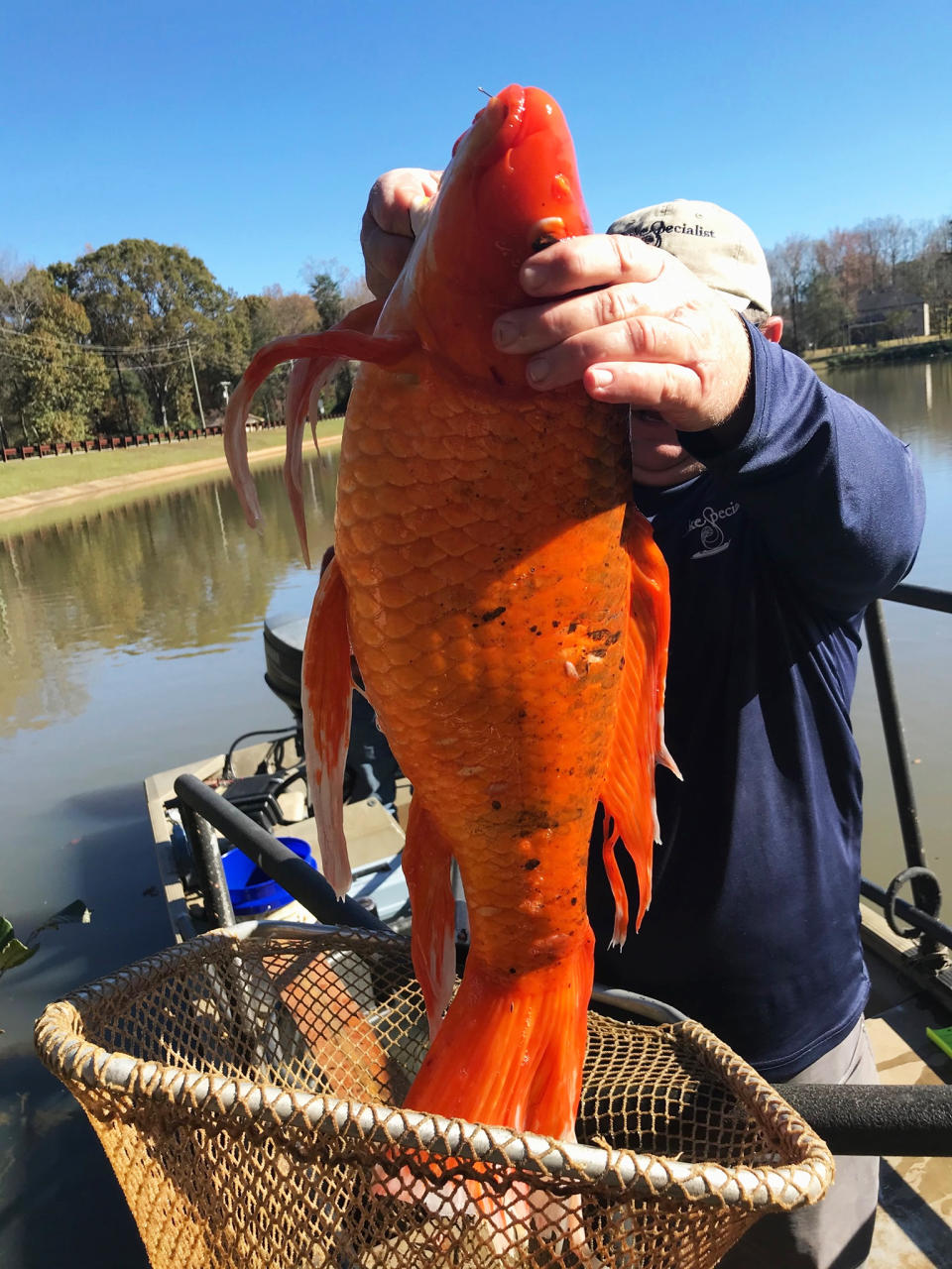 A 9-pound goldfish in South Carolina. (Greenville Rec)