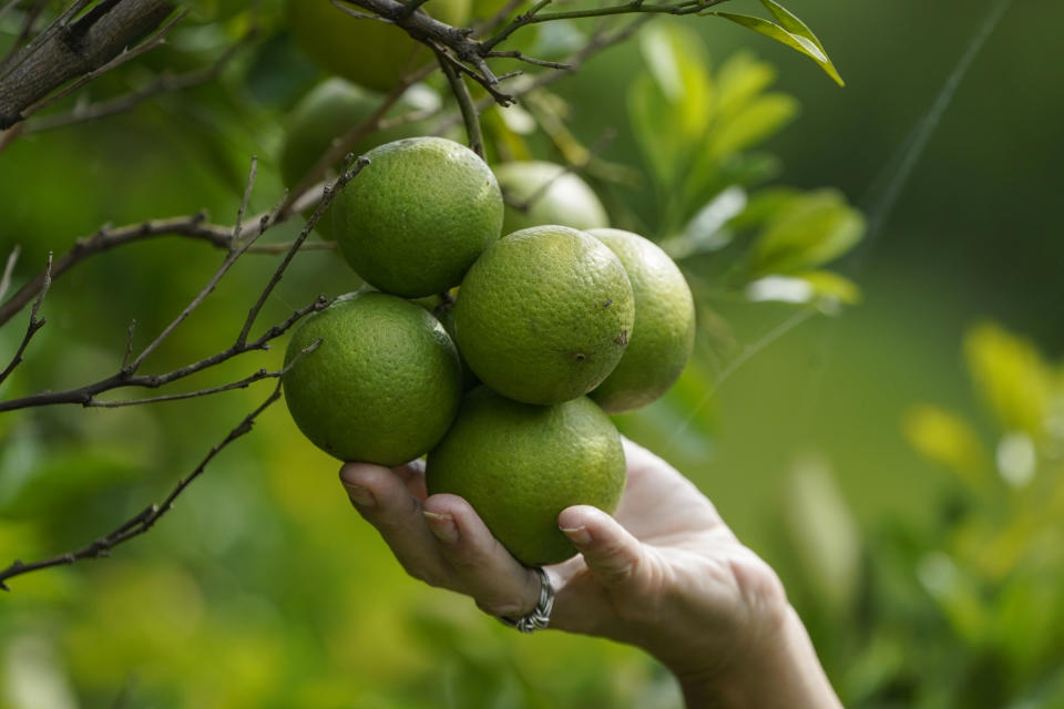 Kim Dillon, manager at Ben & Ben Becnel, Inc. shows off unripe oranges in one of their groves in Plaquemines Parish, La., Thursday, Sept. 28, 2023. Citrus farmers in the southeast corner of Louisiana are scrambling to protect and save their crops from salt water, which for months has polluted the fresh water they use for irrigation. A mass flow of salt water from the Gulf of Mexico continues to creep up the Mississippi river and threaten Louisiana communities water used for drinking, cooking and agriculture. (AP Photo/Gerald Herbert)