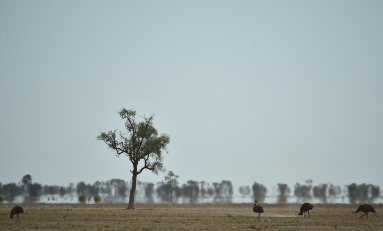 Emus look for food in the dry earth near Walgett, Australia, a drought-hit area that 10 years ago had 1.2 million sheep and 89,000 cattle but now has only 200,700 sheep and 23,000 cattle