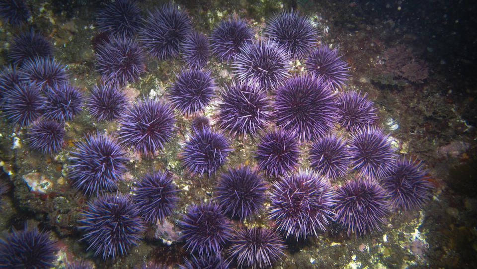 a bed of purple sea urchins