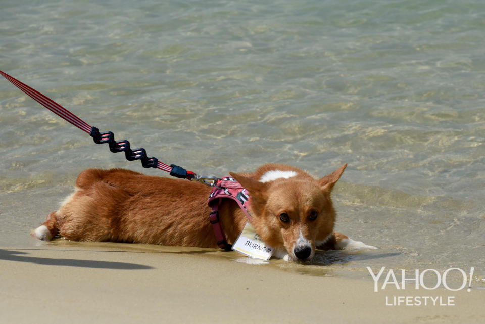 Corgi Gathering at Tanjong Beach