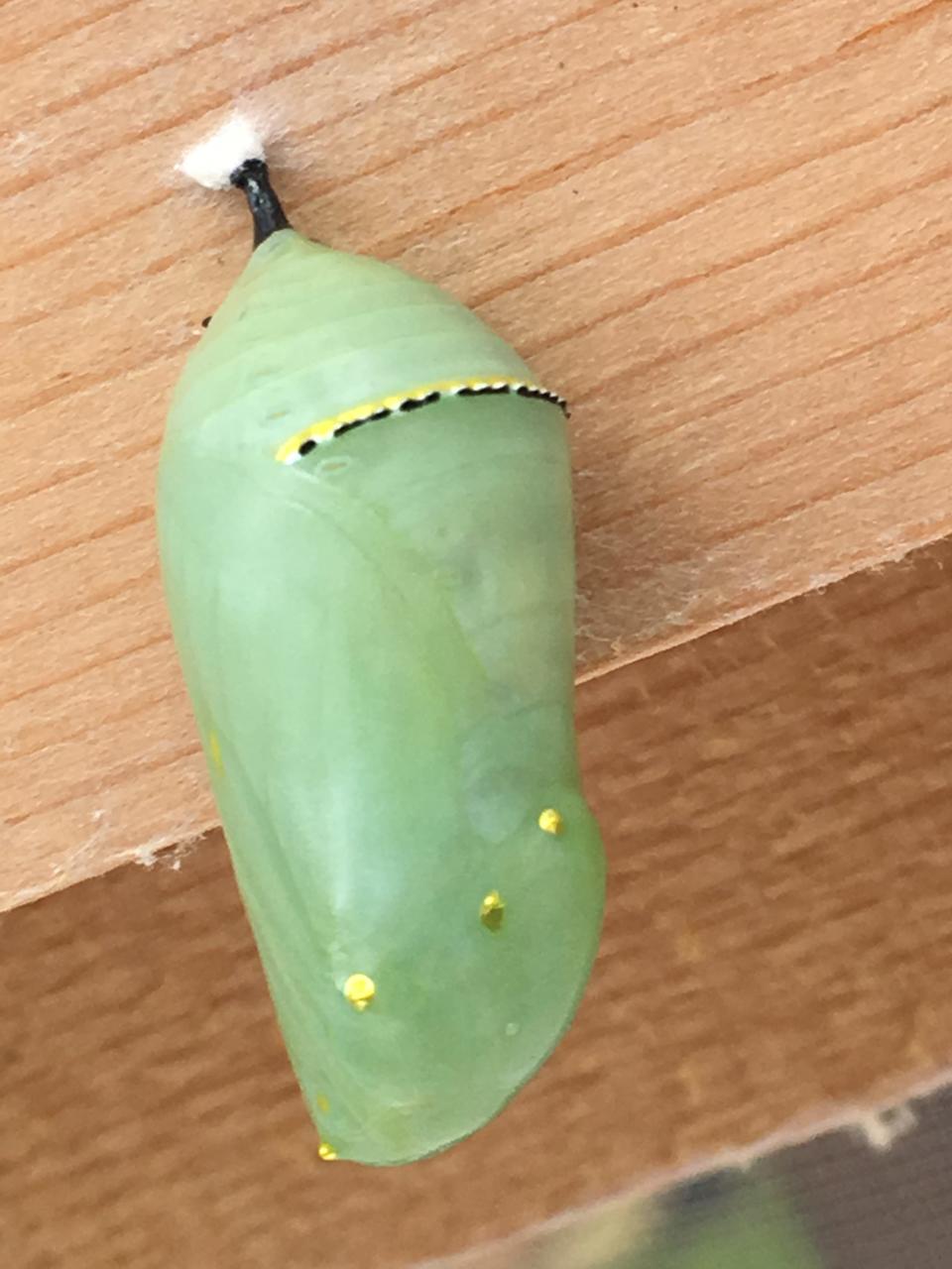 Butterfly chrysalis at Stanley’s Greenhouse’s annual butterfly festival on Aug. 18, 2018