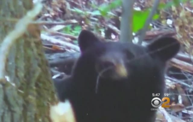 Bear attacks woman in Maryland