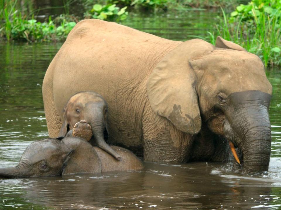 Our Planet Jungles episode elephants Netflix Ted Giffords:Netflix:Silverback.JPG