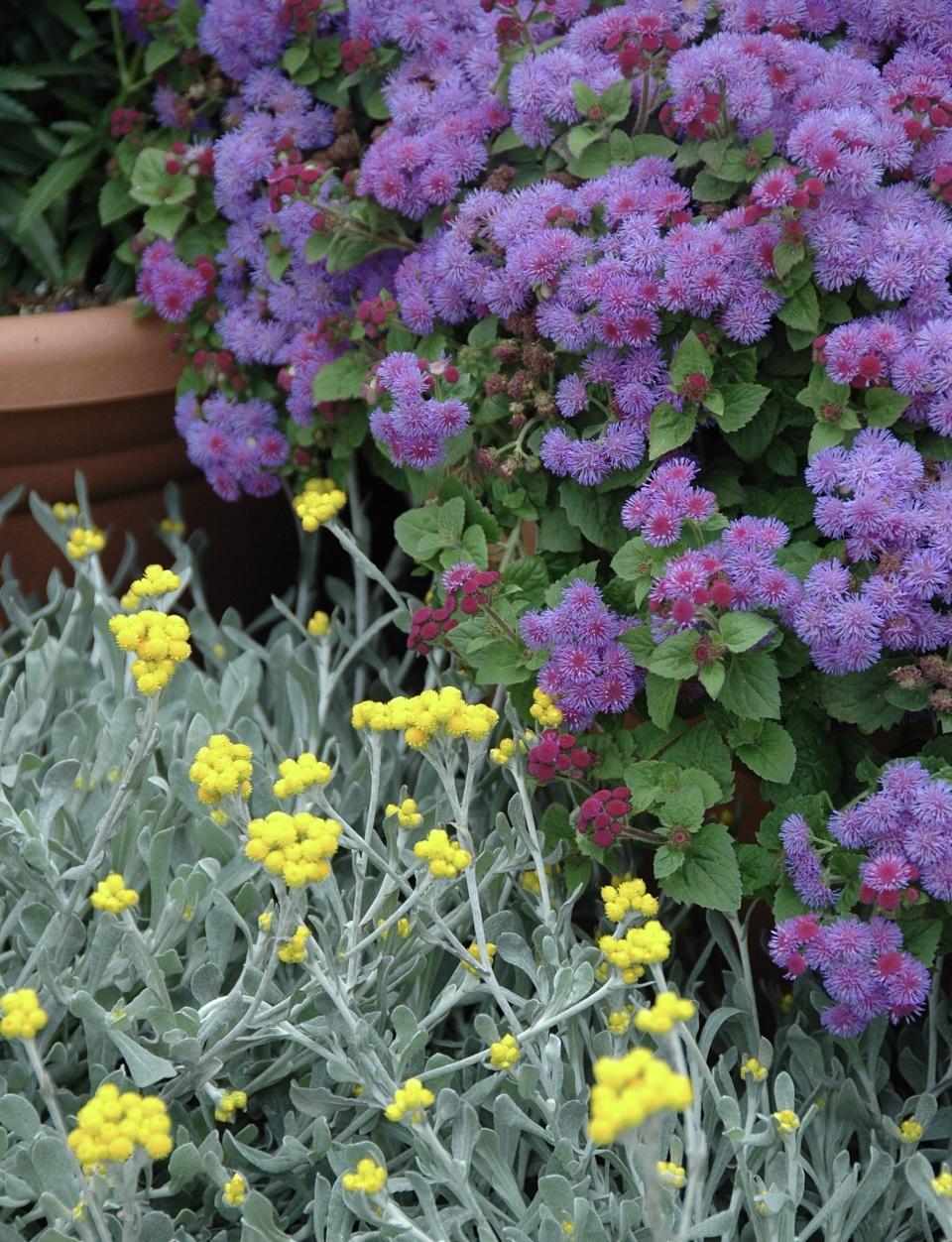 Artist Blue ageratum brings a new toughness to the garden satisfying that long for these blue flowers in the south. Here it is partnered with Flambe Yellow chrysocephalum.