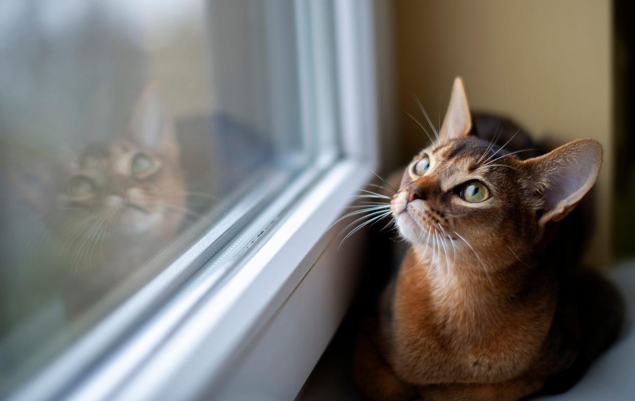 Closeup Head Of Clumsy Abyssinian Cat In Front Portrait With Curious Face