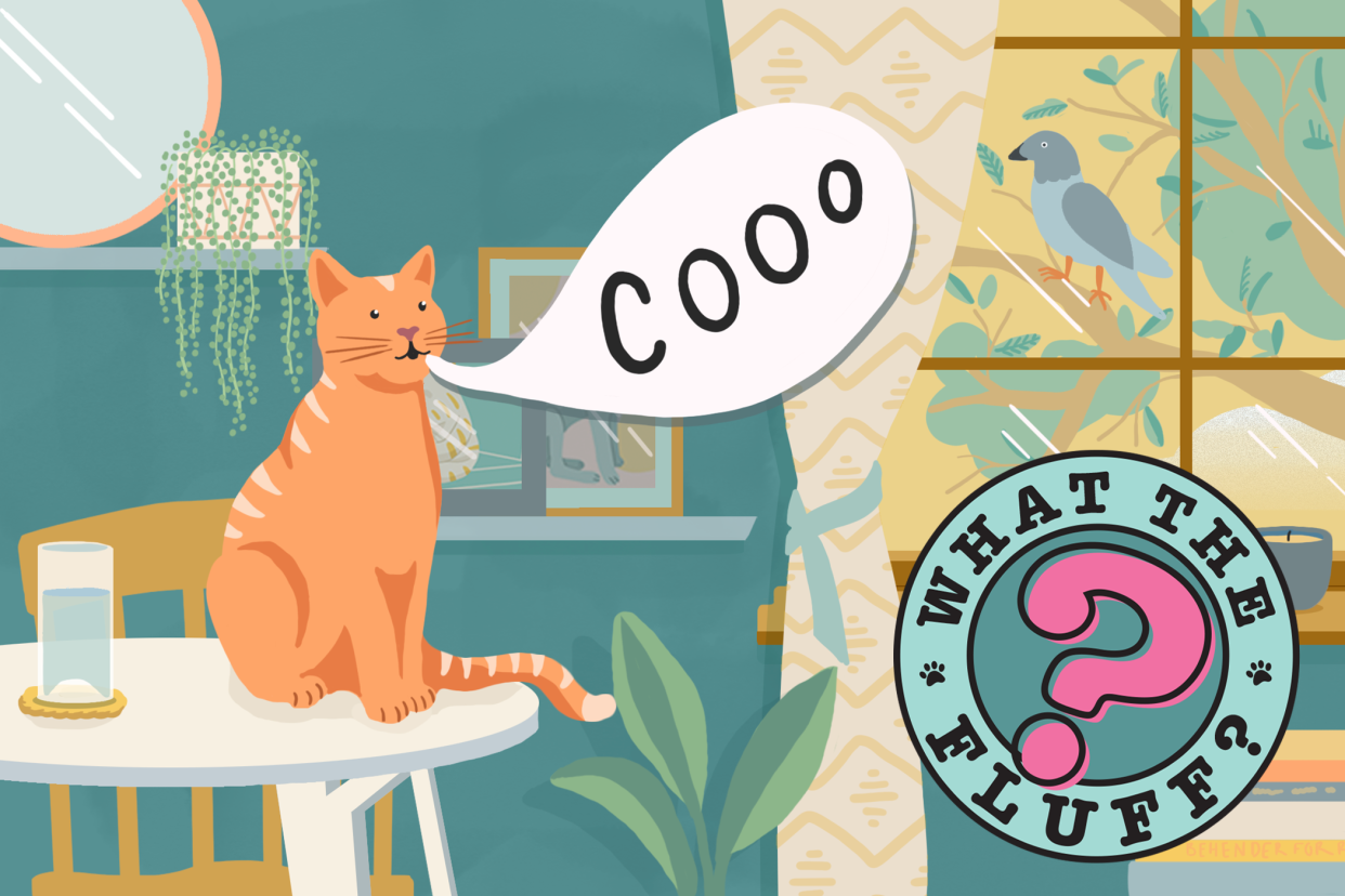 illustration of a cat cooing like a pigeon with what the fluff logo
