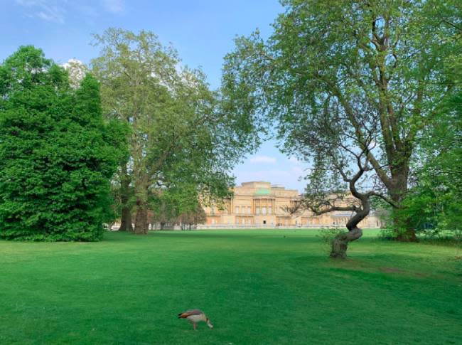 the-queen-buckingham-palace-garden