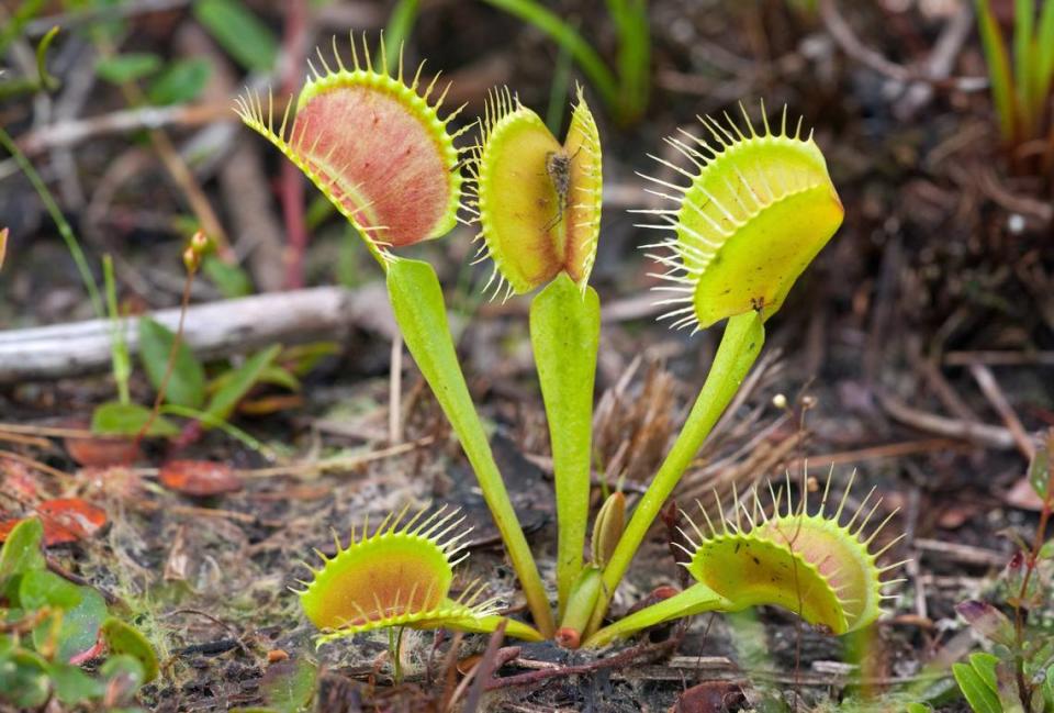 The insect-eating Venus flytrap is found naturally in a 90-mile radius around Wilmington.