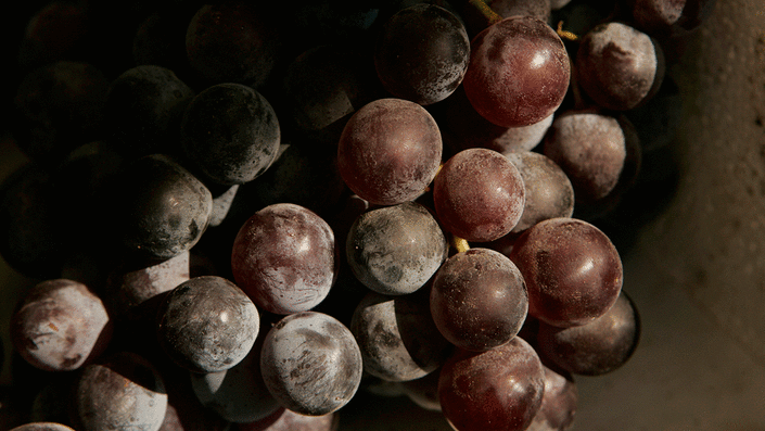 Purple grapes on the stems