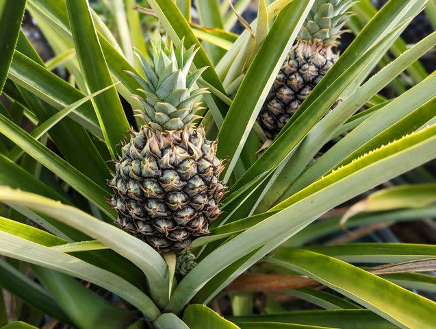 <p>Cathy Scola / Getty Images</p> What a pineapple plant looks like