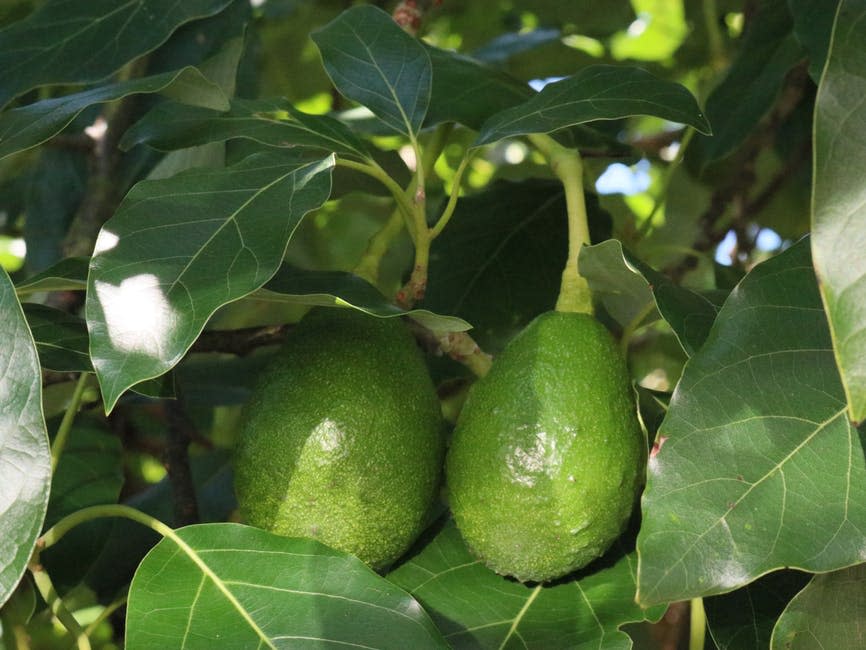 Hay aguacates que e cultivan gracias a la polinización migratoria.